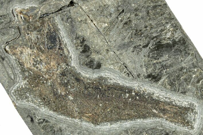 Oligocene Fossil Clupeoid Fish (Beksinskiella) - Poland #320634